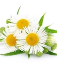 Chamomile tea