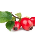 Rosehip tea