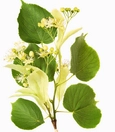 Linden flower tea
