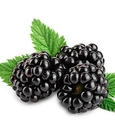 Black mulberry tea