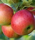 Apple tea