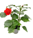 Hibiscus