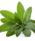 Sage tea