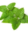 Lemon balm tea